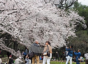 Japanese enjoying Cherry blossoms festival in park