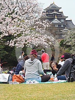 Japanese enjoying Cherry blossoms festival in park