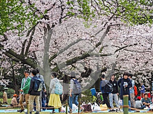 Japanese enjoying Cherry blossoms festival in park.