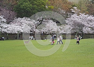 Japanese enjoying Cherry blossoms festival in park