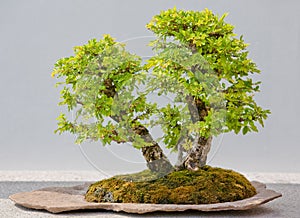 Japanese Evergreen Bonsai on Display