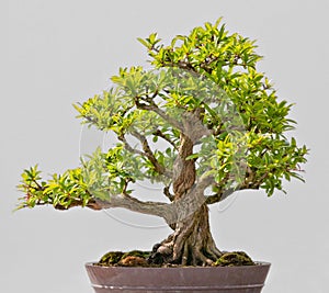 Japanese Evergreen Bonsai on Display