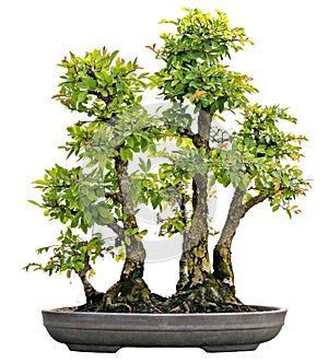 Japanese Evergreen Bonsai on Display Isolated