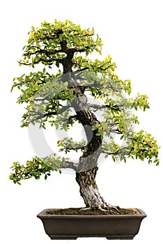 Japanese Evergreen Bonsai at Isolated