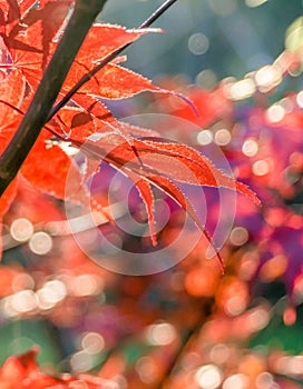 Japanese fan maple acer sp. against the setting autumn sun, cl