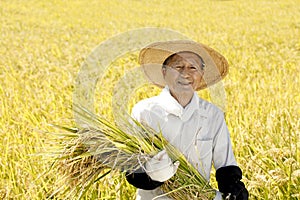 Japanese farmer harvesting rice