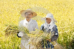 Japanese farmer harvesting rice