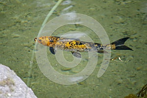 Japanese fish, golden carps and koi in a pond with green water close up