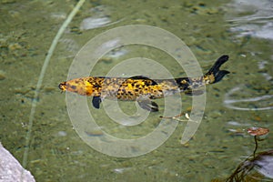 Japanese fish, golden carps and koi in a pond with green water close up