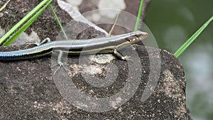 Japanese five lined skink with blue tail