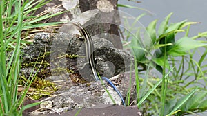 Japanese five lined skink with blue tail