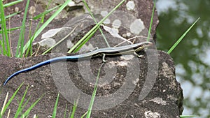 Japanese five lined skink with blue tail