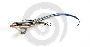 Japanese five-lined skink on a white background