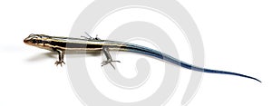 Japanese five-lined skink on White Background