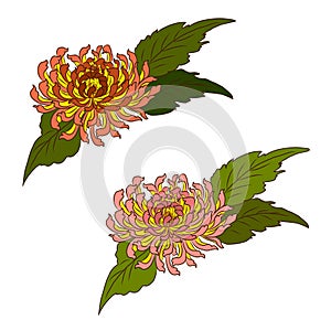 Japanese flower vector for coloring book isolate on white background.