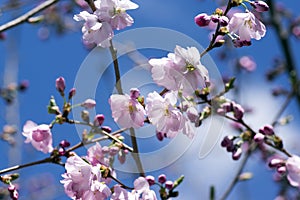 Japanese Flowering Cherries branches, light pale pink white double flowers in in bloom on branches without leaves, blue sky