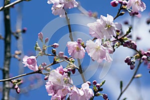 Japanese Flowering Cherries branches, light pale pink white double flowers in in bloom on branches without leaves, blue sky