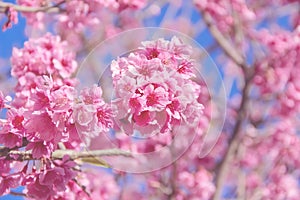 Japanese flowering cherry or beauty pink flower cherry blossum Prunus x yedoensis blooming on branch of tree spring or winter photo
