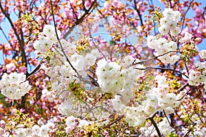 Japanese flowering cherry
