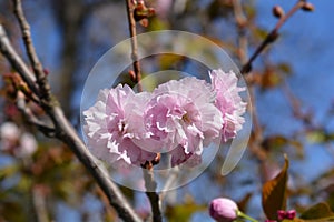 Japanese flowering cherry Kanzan