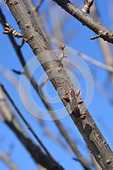 Japanese flowering cherry Kanzan