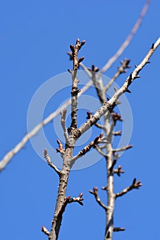 Japanese flowering cherry Kanzan