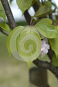 Japanese flowering cherry Kanzan