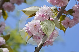 Japanese flowering cherry Kanzan