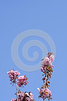 Japanese flowering cherry Kanzan