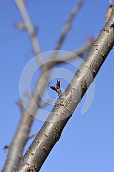 Japanese flowering cherry Kanzan