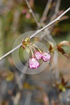 Japanese flowering cherry Kanzan