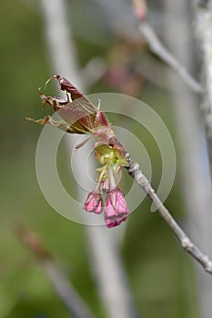 Japanese flowering cherry Kanzan