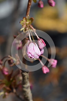 Japanese flowering cherry Kanzan