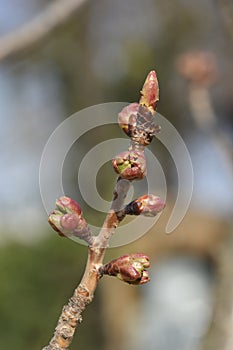 Japanese flowering cherry Kanzan