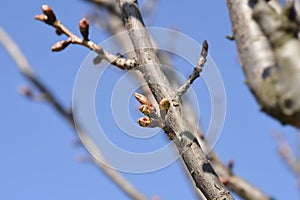 Japanese flowering cherry Kanzan