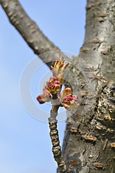 Japanese flowering cherry Kanzan