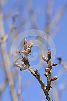 Japanese flowering cherry Kanzan