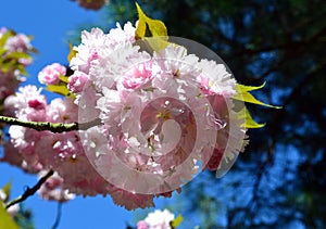 Japanese flowering cherry. Oriental cherry blossom