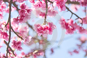 Japanese flowering cherry or pink flower cherry blossum Prunus x yedoensis blooming on tree branch bright blue sky background photo