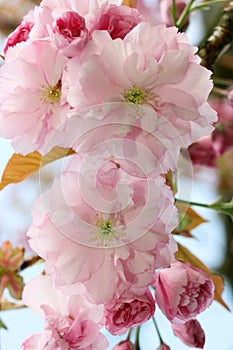 Japanese flowering cherry (Prunus serrulata)