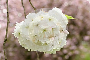 Japanese flowering cherry Prunus serrulata Shogetsu, semi-double white bloom