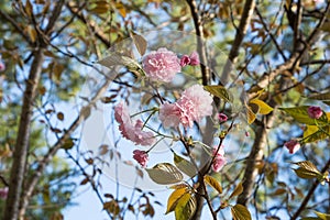 Japanese Flowering Cherry Tree Background.