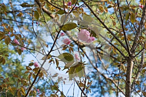 Japanese Flowering Cherry Tree Background.