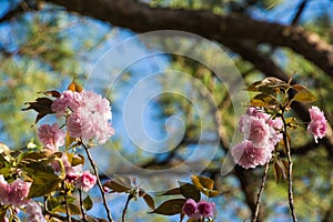 Japanese Flowering Cherry Tree Background.