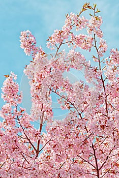 Japanese flowering Cherrytree