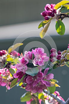 Japanese flowering crabapple blossoms in spring