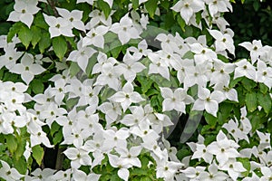 Japanese flowering dogwood - Kornus cousa - blooming in spring garden