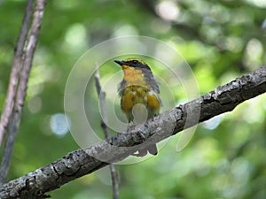 Japanese Flycatcher, Gorky Park, city of Yuzhno-Sakhalinsk