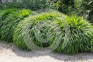 Japanese forest grass or hakonechloa macra clump forming plants