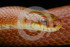 Japanese forest rat snake / Euprepiophis conspicillatus